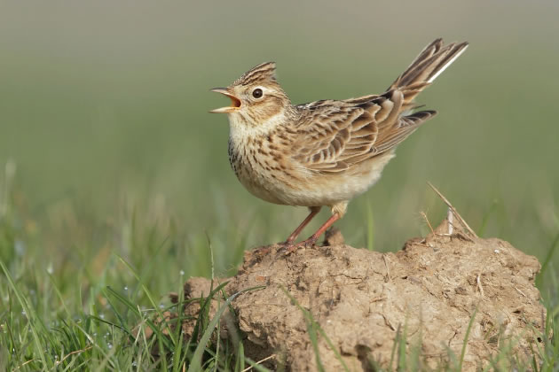 Endangered bird can only nest in large areas of open grassland