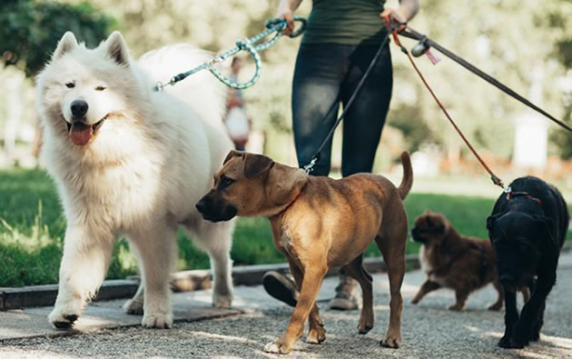 New licence applies to anyone walking dogs professionally in H&F