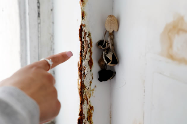 The mould in Sacha's bathroom is so bad it has mushrooms growing from it