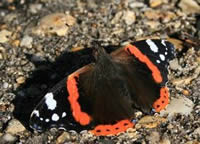 Red Admiral butterfly on Wormwood Scrubs