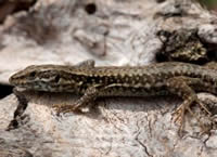 Lizard on Wormwood Scrubs