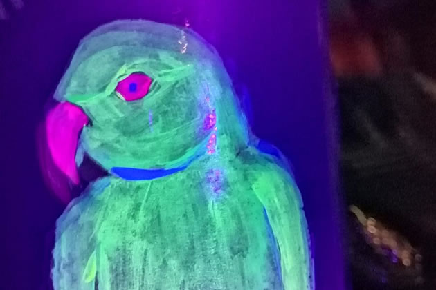 A parakeet on the illuminated trail 