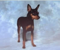 Poster of Penny, Miniature Pinscher lost on Wormwood Scrubs