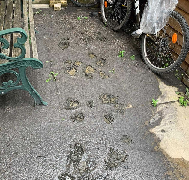 Footprints in Irene Stevens' garden show how much sewage was left 