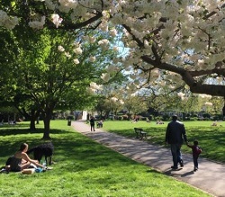 Wendell Park in Shepherd's Bush